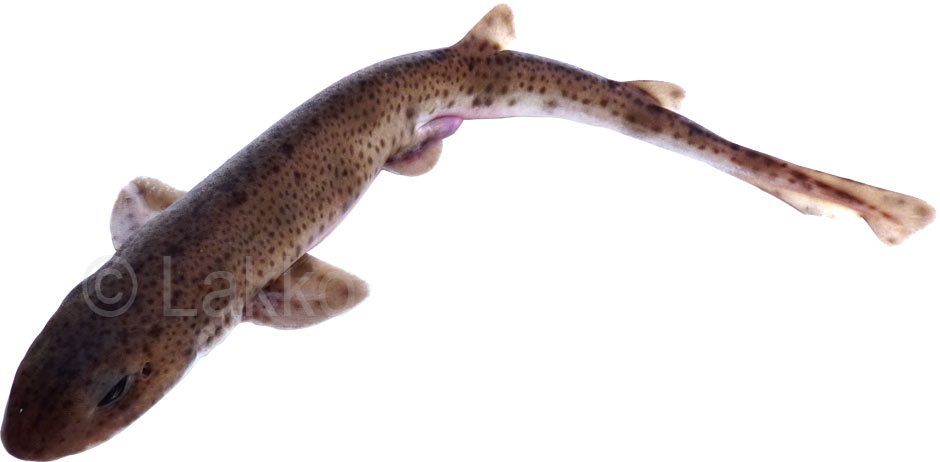 scyliorhinus canicula