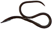 serpenton  long nez