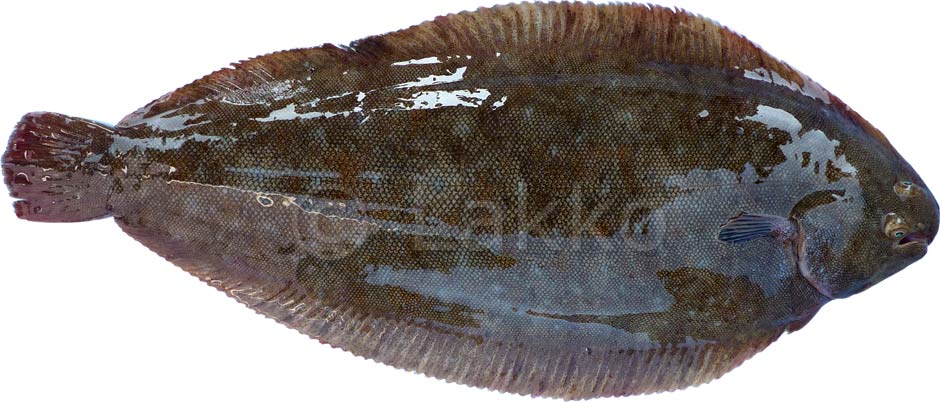 solea solea