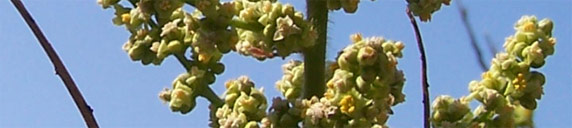sumac en fleurs