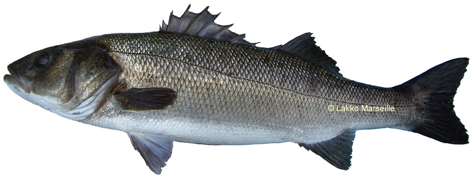 loup ou bar, dicentrarchus labrax