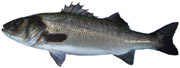 loup ou bar, dicentrarchus labrax
