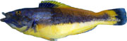 labrux mixtus, coquette