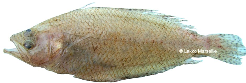 arnoglossus laterna, fausse limande