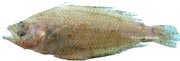 arnoglossus laterna, arnoglosse, fausse limande