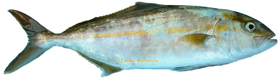 limon, seriola dumerili