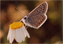 papillon lycene