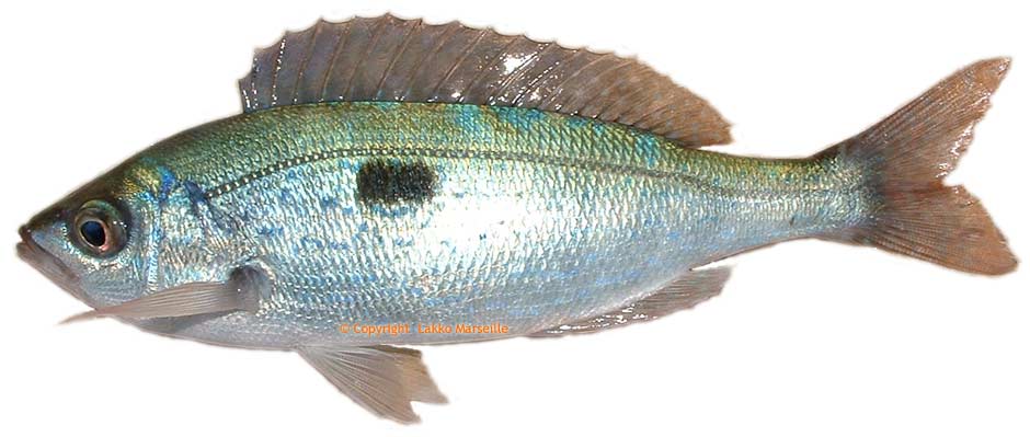 mandoule, mendole, spicara maena