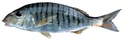 marbr, Lithognathus mormyrus