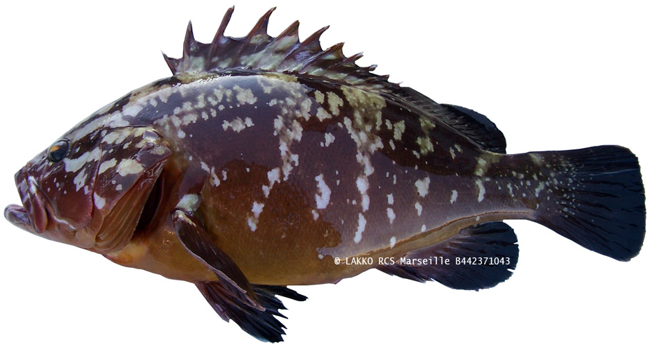mrou brun, epinephelus marginatus