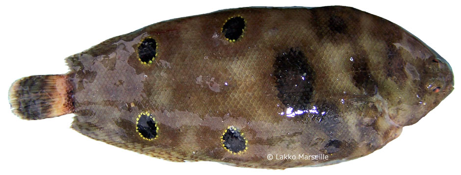 microchirus ocellatus