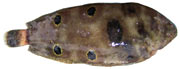 microchirus ocellatus