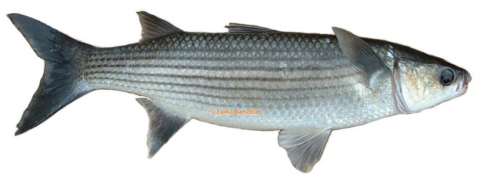 muge - chelon labrosus