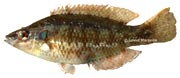 symphodus ocellatus