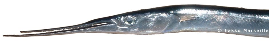 orphie - belone belone