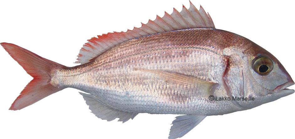 pageot - pagellus erythrinus