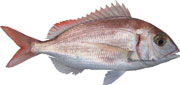 pageot, pagellus erythrinus