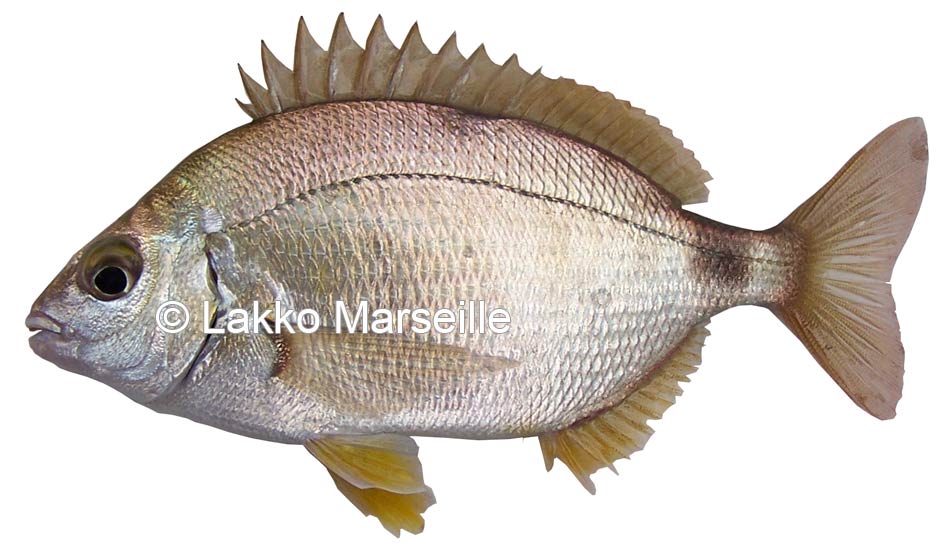 pataclet, diplodus annularis