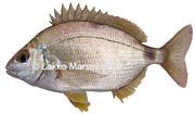 pataclet, diplodus annularis