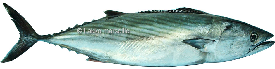 pelamide - sarda sarda