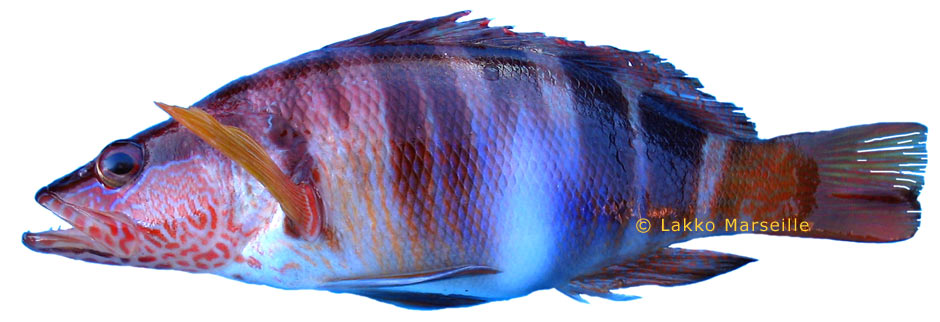 perche de mer, Serranus scriba, serran criture