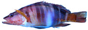 perche de mer, Serranus scriba, serran criture