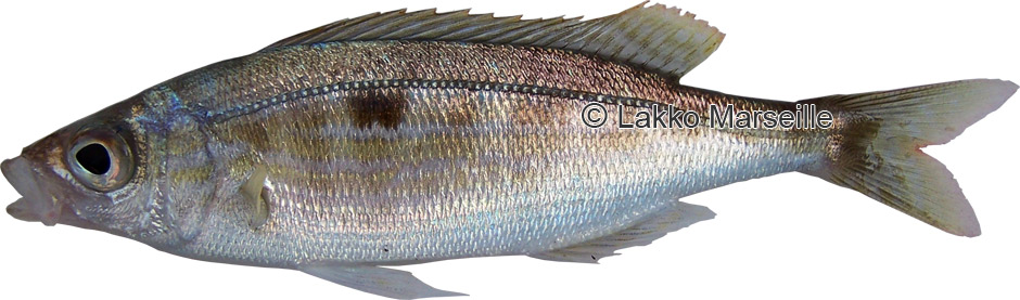 picarel, jarret, spicara smaris