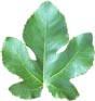 feuille de figuier