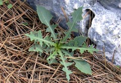 cendrau ou laurige, salade sauvage aux fleurs mauves