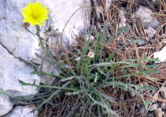 cousteline, salade des chasseurs