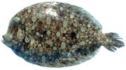 rombou, rhombou,  Bothus podas