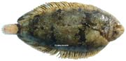 sole velue, monochirus hispidus