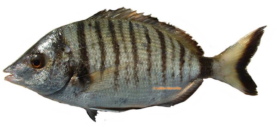 sar pointu - diplodus puntazzo