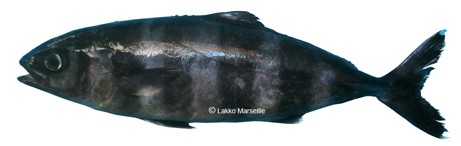 poisson pilote, Naucrates ductor