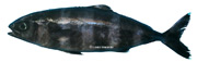 poisson pilote, Naucrates ductor