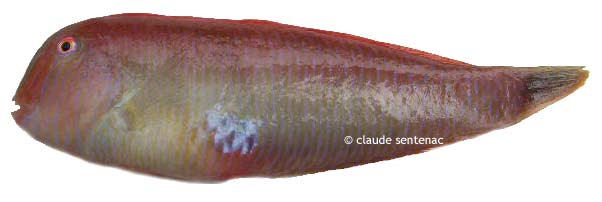 rason xyrichtys novacula