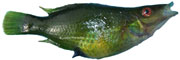 Symphodus rostratus