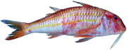 rouget surmulet Mullus surmuletus