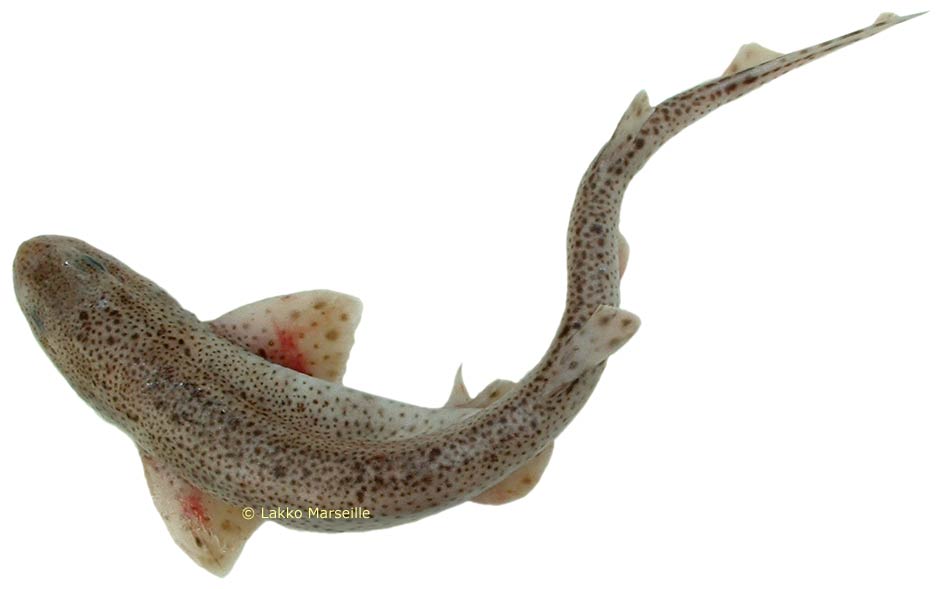 roussette, Scyliorhinus canicula