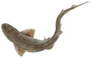 petite roussette, Scyliorhinus canicula