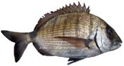 sar, Diplodus sargus sargus