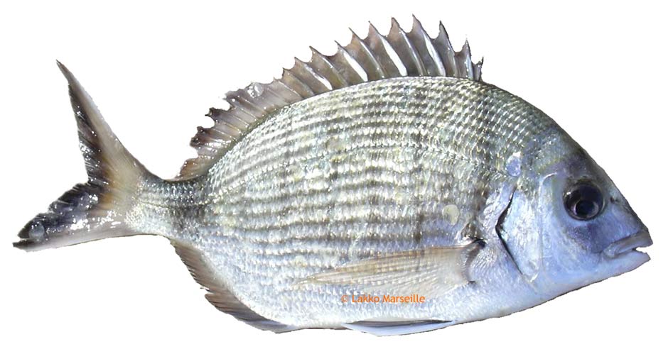 sar, Diplodus sargus sargus