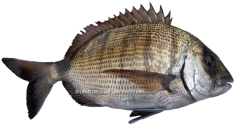 sar adulte, Diplodus sargus sargus