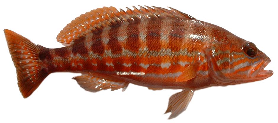 sarran