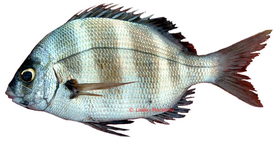 sar tambour, diplodus cervinus cervinus