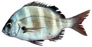 sar tambour, diplodus cervinus cervinus