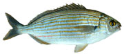 saupe Sarpa salpa
