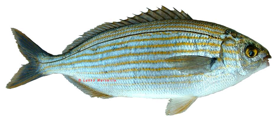 saupe, sarpa salpa