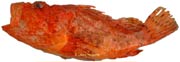 sbaste helicolenus dactylopterus