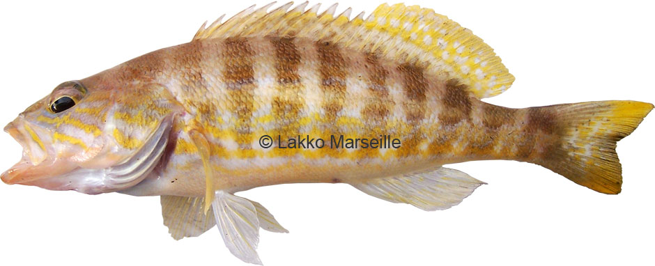 serran jaune, serranus cabrilla
